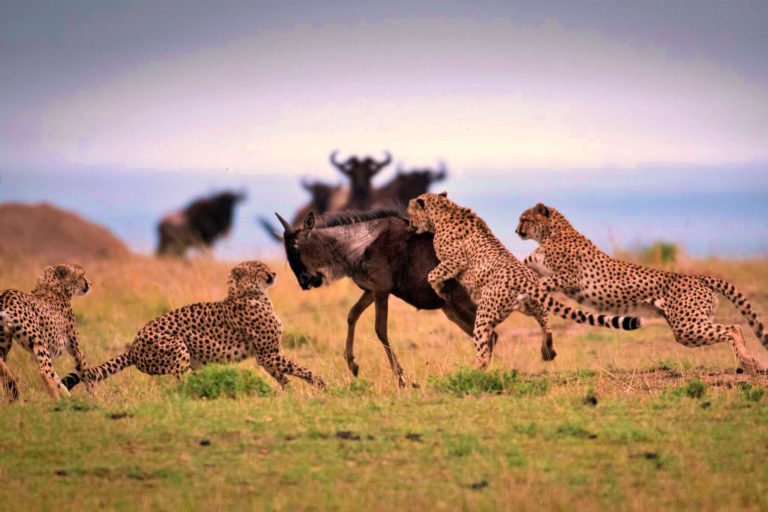 4 Days Budget Safari